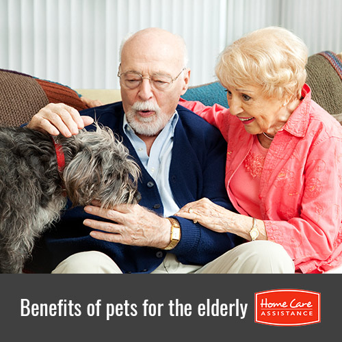 Why Pets Are Beneficial for Seniors in Philadelphia, PA